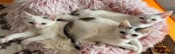 Mixed Breed cats for sale: Gorgeous White Kittens with Grey Markings Ready 🐾 - Advert 5