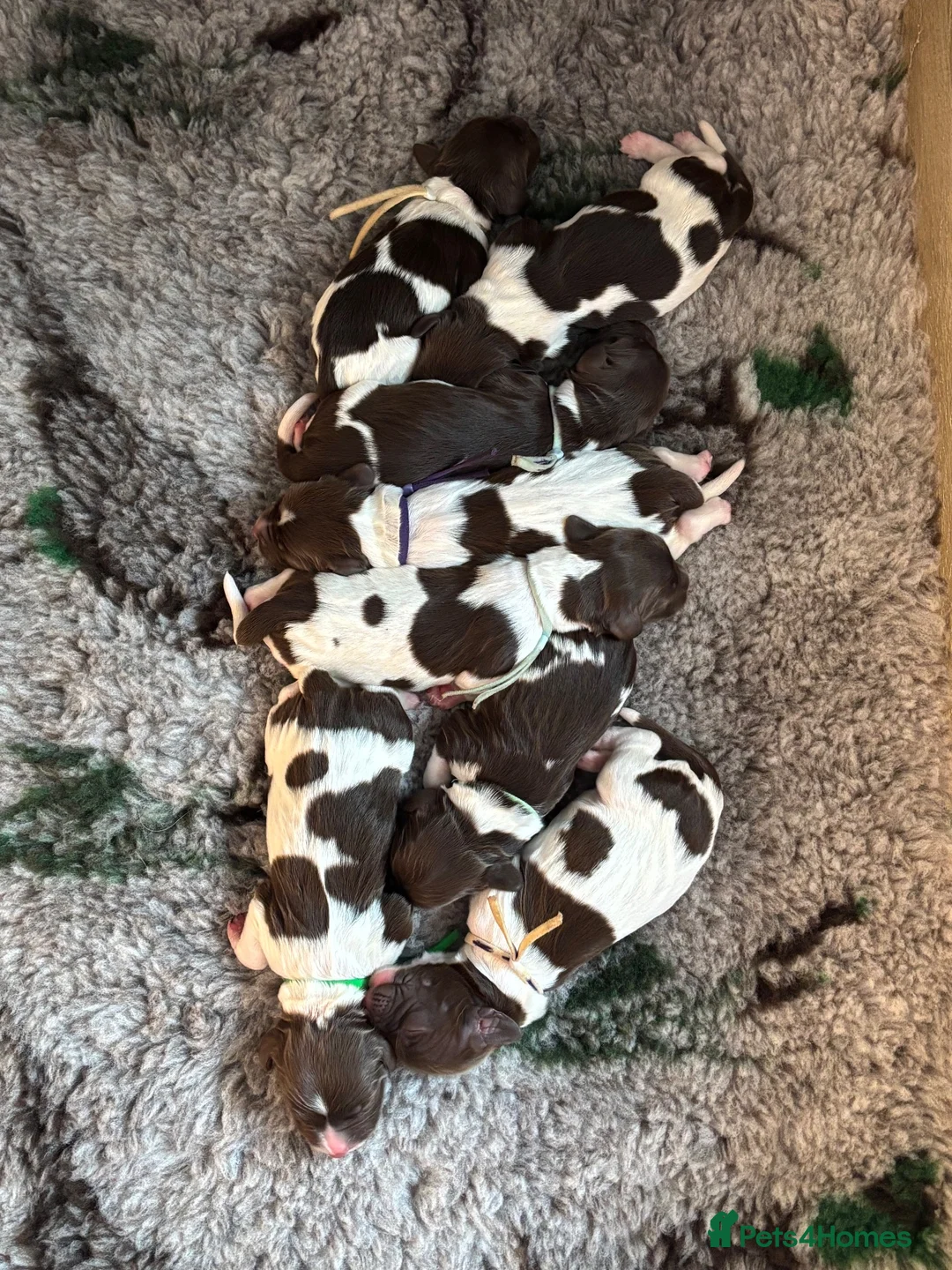 English Springer Spaniel dogs for sale: KC English Springer Spaniels liver and white  - Advert 2