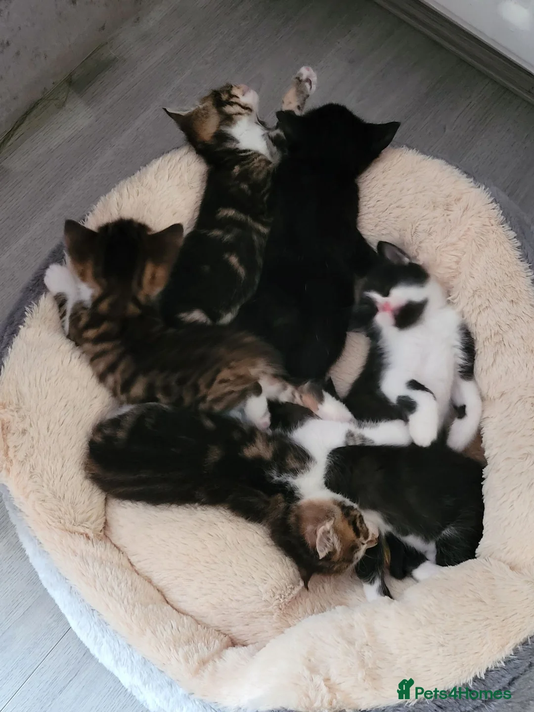 Russian Blue cats for sale: Kittens for sale - Advert 2