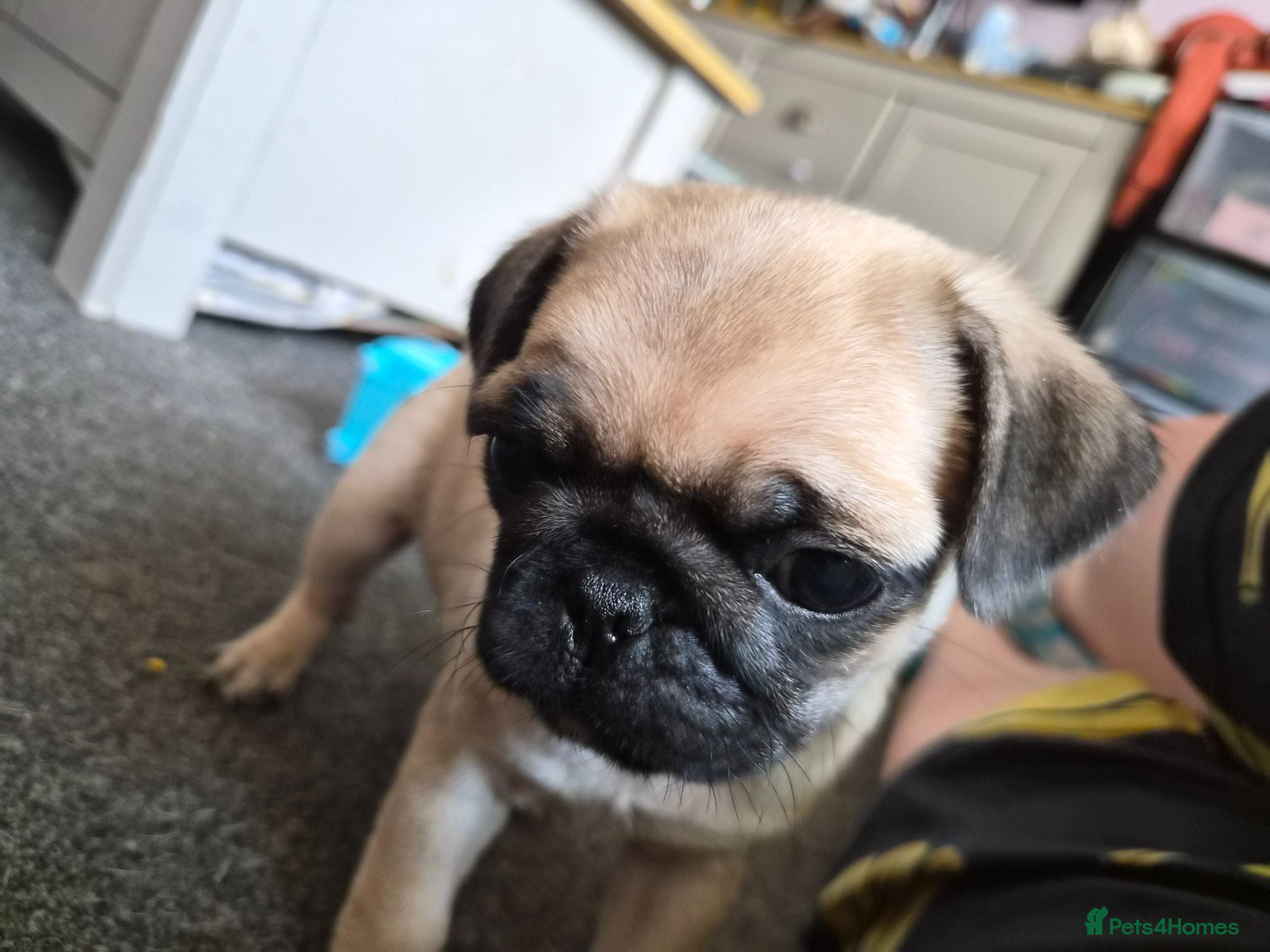 Pug dogs 1 female pug pup left - Advert 1