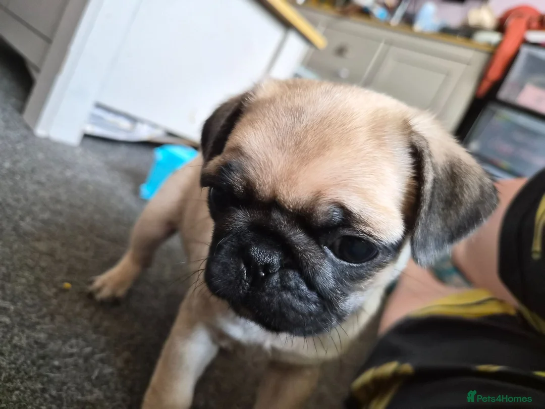 Pug dogs for sale: 1 female pug pup left - Advert 1