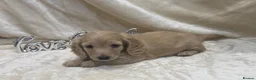Miniature Dachshund dogs for sale: Stunning KC Long Haired Miniature Dachshund 🐶🐶 - Advert 30