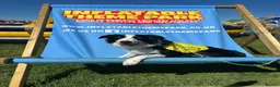 Border Collie dogs for sale: Freddy our 9 month collie in Gloucester - Advert 8
