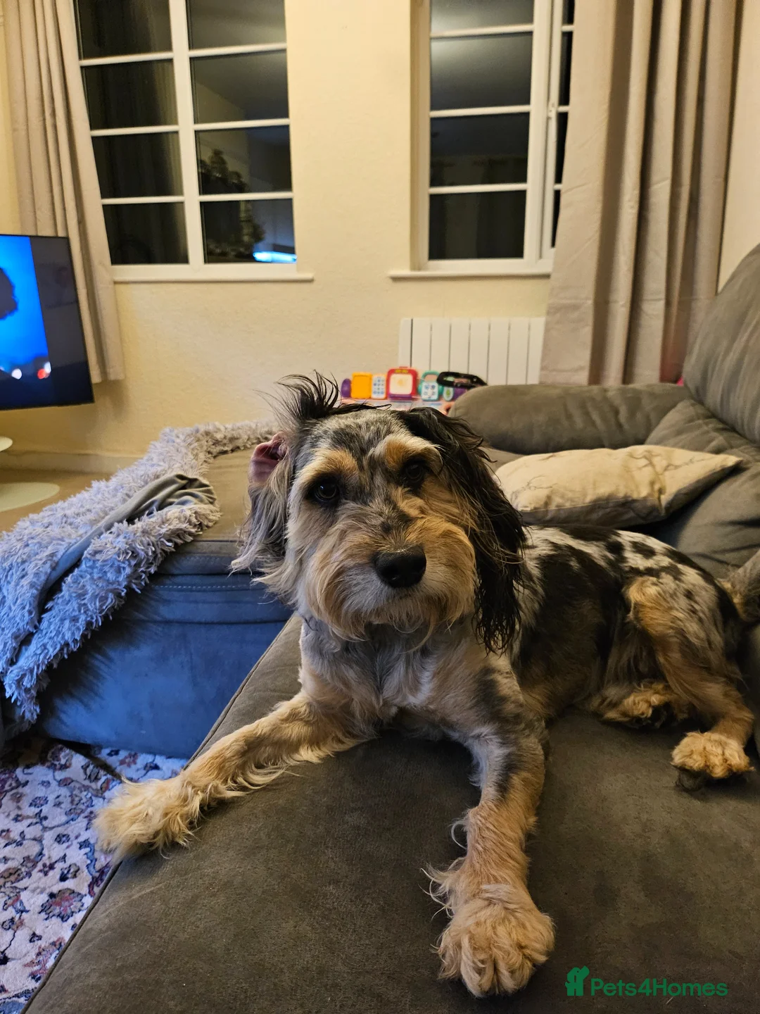 Cockapoo dogs for stud: Cockerpoo up for stud in Morecambe - Advert 2