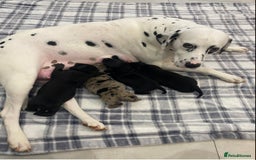 Mixed Breed dogs for sale: Dalmatian X Chiweenie Puppies - Image 1