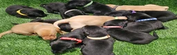Labrador Retriever dogs for sale: Lovely Labrador puppy’s  in Taunton - Advert 26