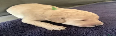 Standard Poodle 2 cream with green collar