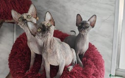 Sphynx cats for sale: Canadian Sphynx TICA REGISTERED. - Image 21