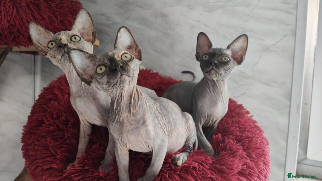 Sphynx cats for sale: Canadian Sphynx TICA REGISTERED. - Image 21