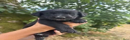 Borador dogs for sale: Stunning Lab x Collie, cream, black & chocolate! - Advert 24