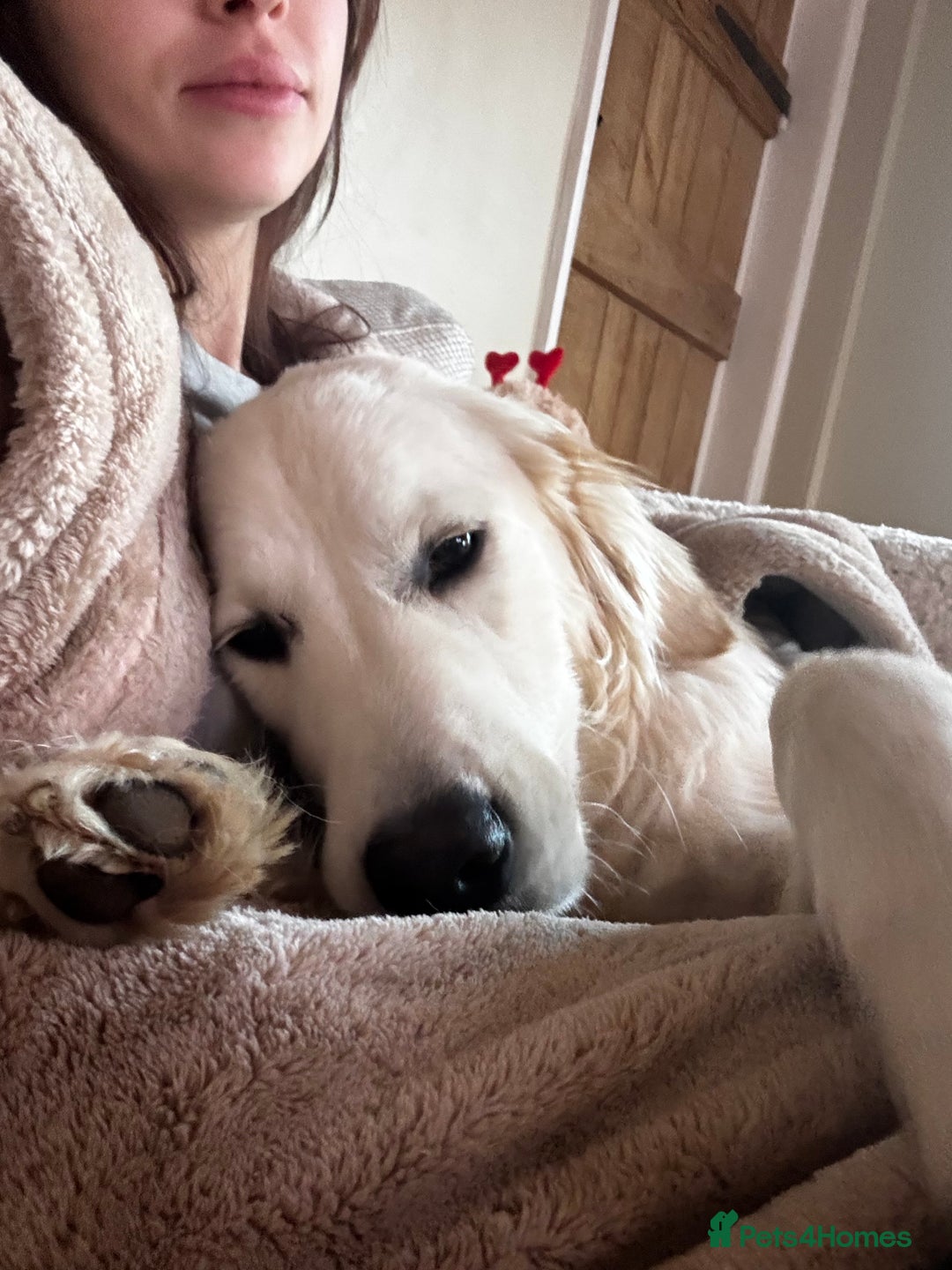 Golden Retriever dogs for sale: 1 year old advanced trained golden retriever  - Image 2