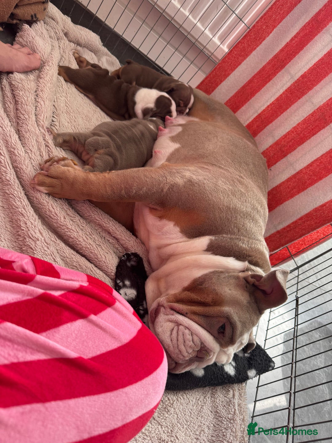 English Bulldog dogs for sale: English bulldogs  - Advert 11