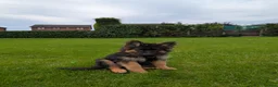 German Shepherd dogs for sale: German Shepherd, 10 Months – Loving Home Needed - Advert 5
