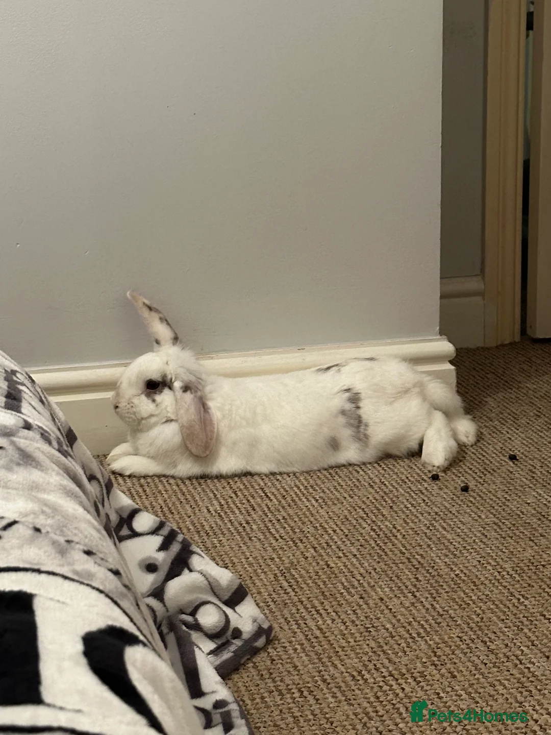 Mixed Breed rabbits for sale: Mini lop/ lionhead male and female rabbits - Advert 4