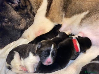 Akita dogs American Akita Puppies 9 boys 3 girls - Advert 4