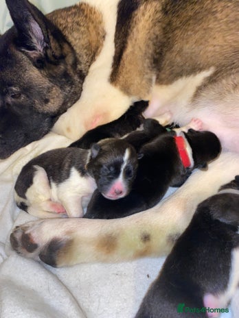 Akita dogs American Akita Puppies 9 boys 2 girls - Advert 6