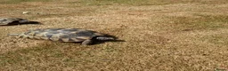 Tortoise reptiles for sale: 2 Adult Marginated Tortoise in Lichfield - Advert 3