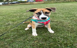 Mixed Breed dogs for sale: Staff x Husky Pup - Image 3
