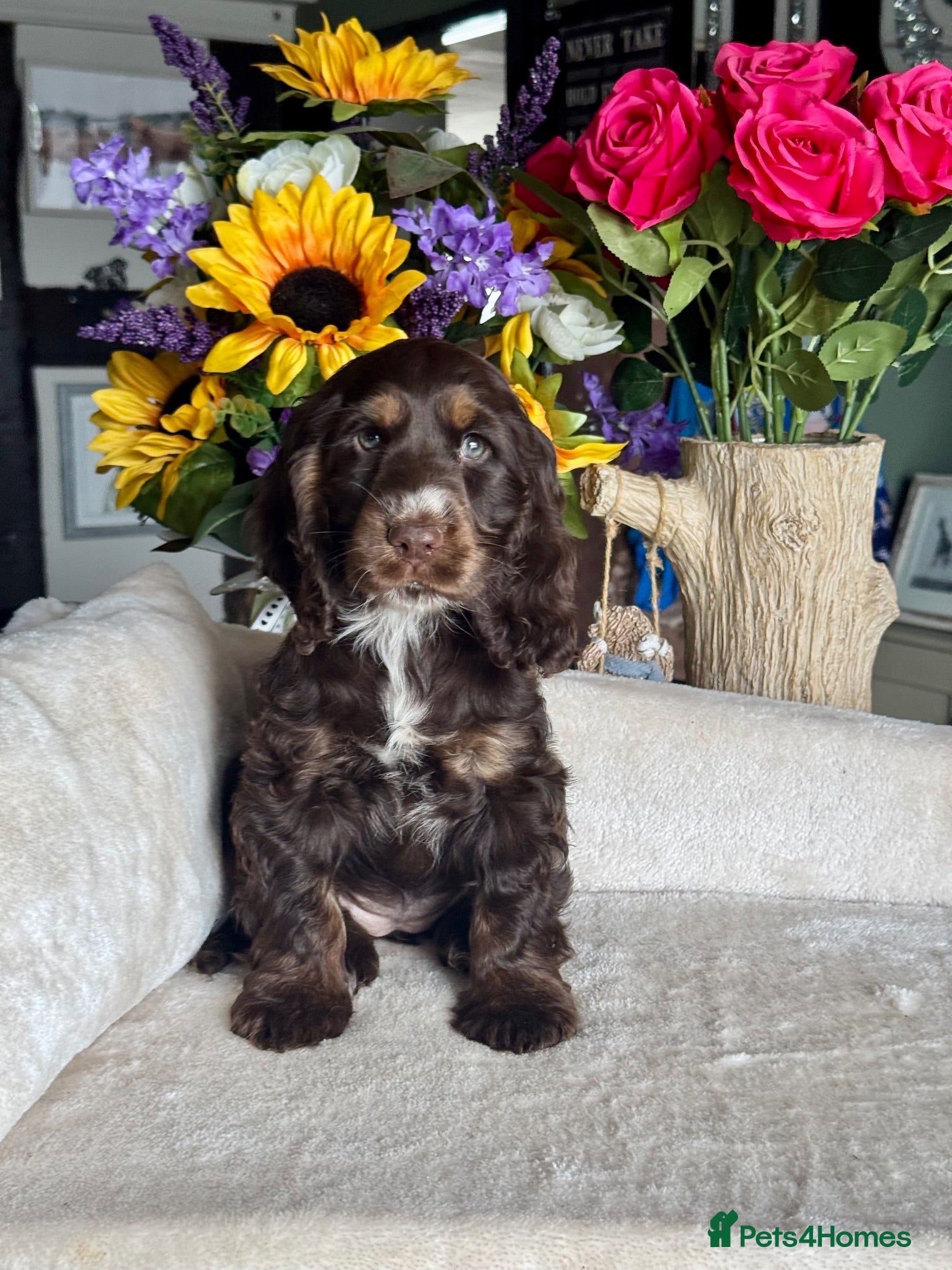Cocker Spaniel dogs 2 left kc reg show cocker spaniel puppies - Advert 13