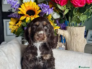 Cocker Spaniel dogs 2 left kc reg show cocker spaniel puppies - Advert 13