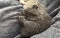 Mixed Breed cats for sale: Three Gorgeous Kittens - Image 8
