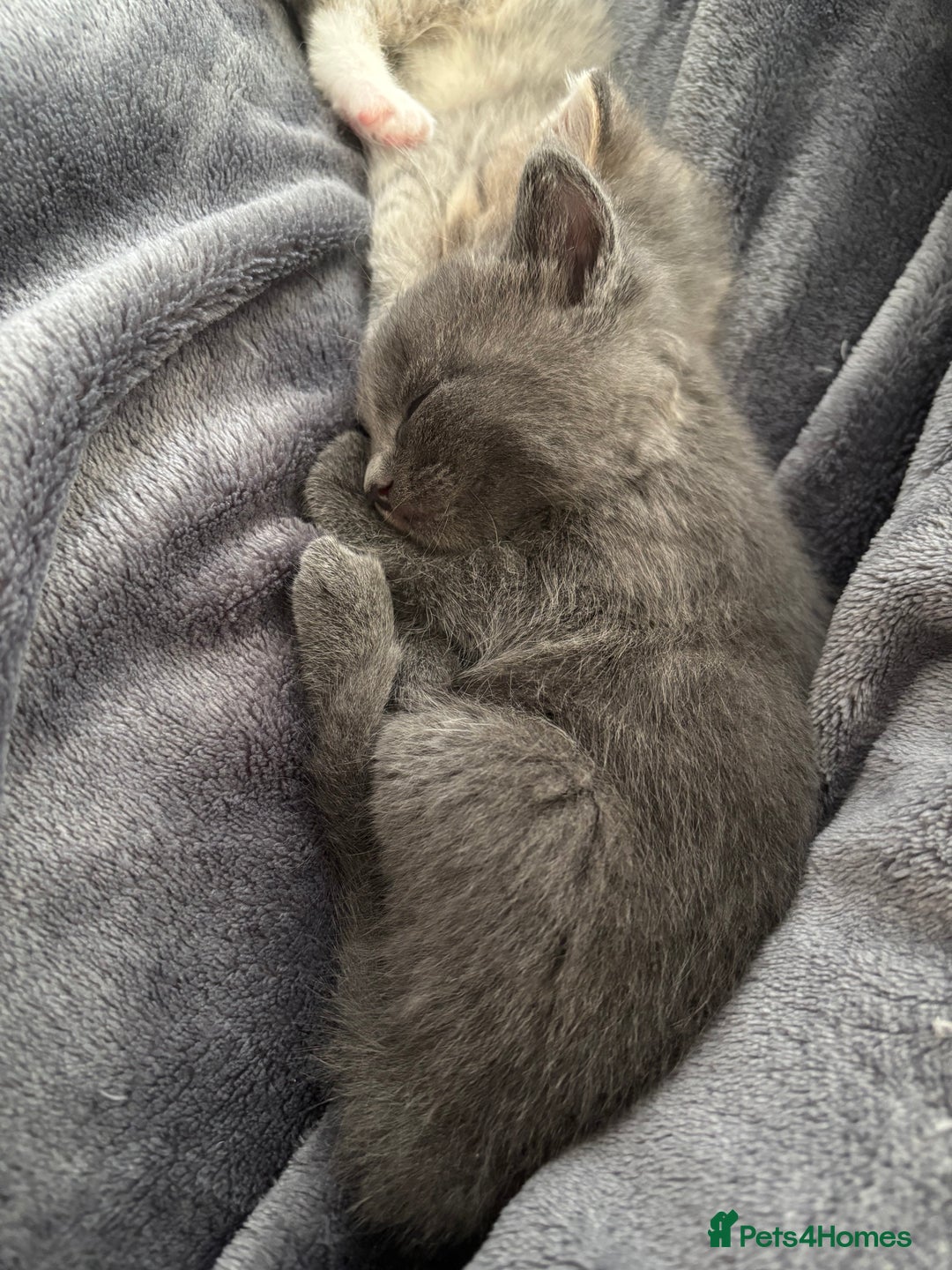 Mixed Breed cats for sale: Three Gorgeous Kittens - Image 8