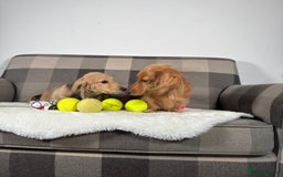 Miniature Dachshund dogs for sale: Beautiful Long-Haired Dachshund - Image 2