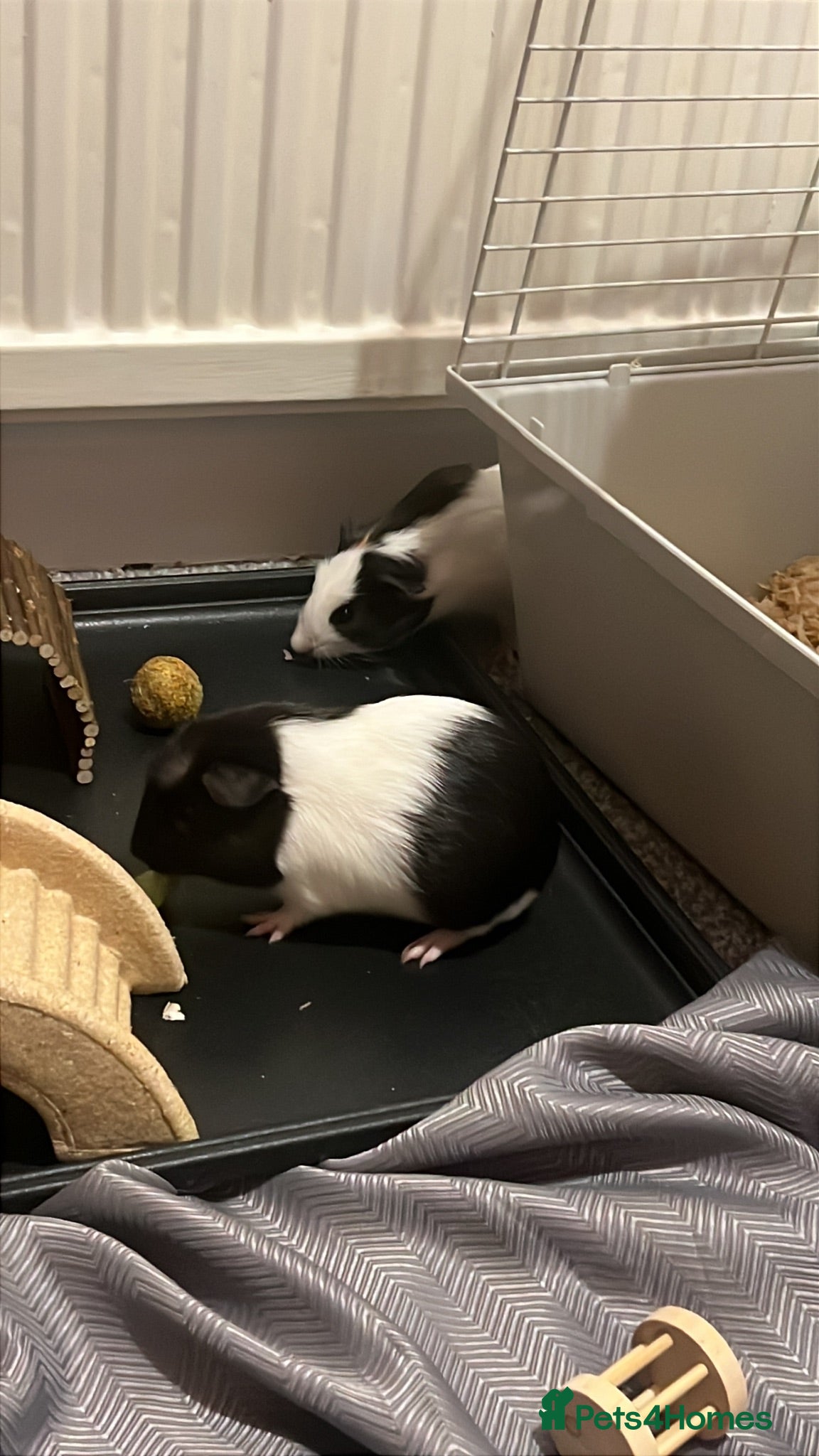 Guinea Pig rodents oreo and biscuit - Advert 2