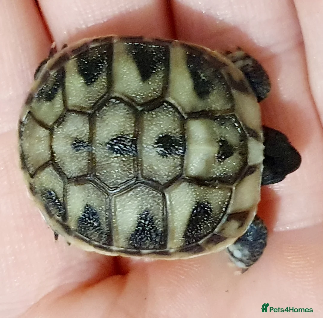 Hermann Tortoise reptiles for sale: Hermann tortoises  - Advert 12