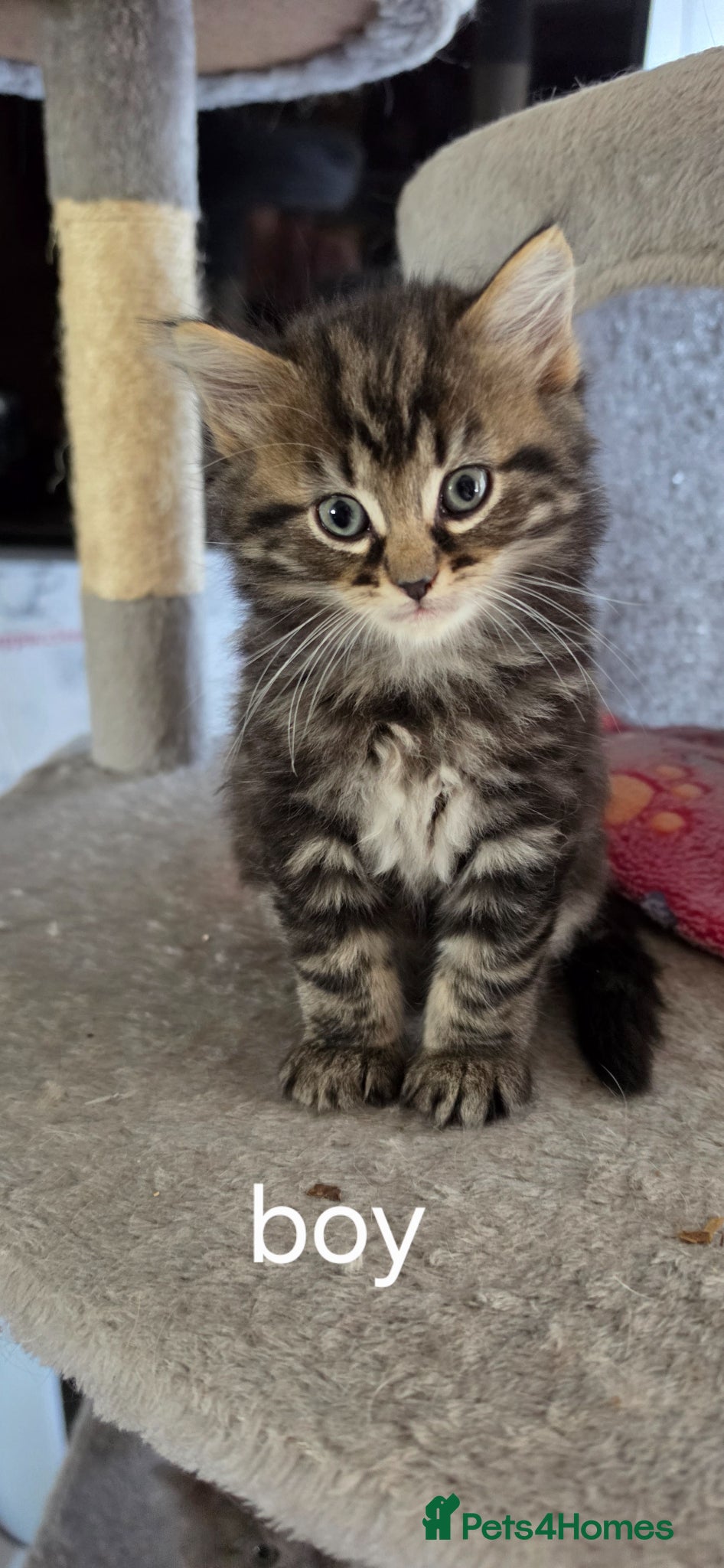 Mixed Breed cats Adorable Mainecoon kittens  - Advert 6