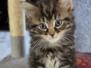 Mixed Breed cats Adorable Mainecoon kittens - Advert 6