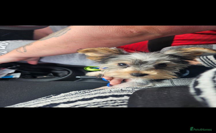 Yorkshire Terrier dogs - Advert 2