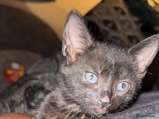 Bombay cats Bombay Cat - Advert 2