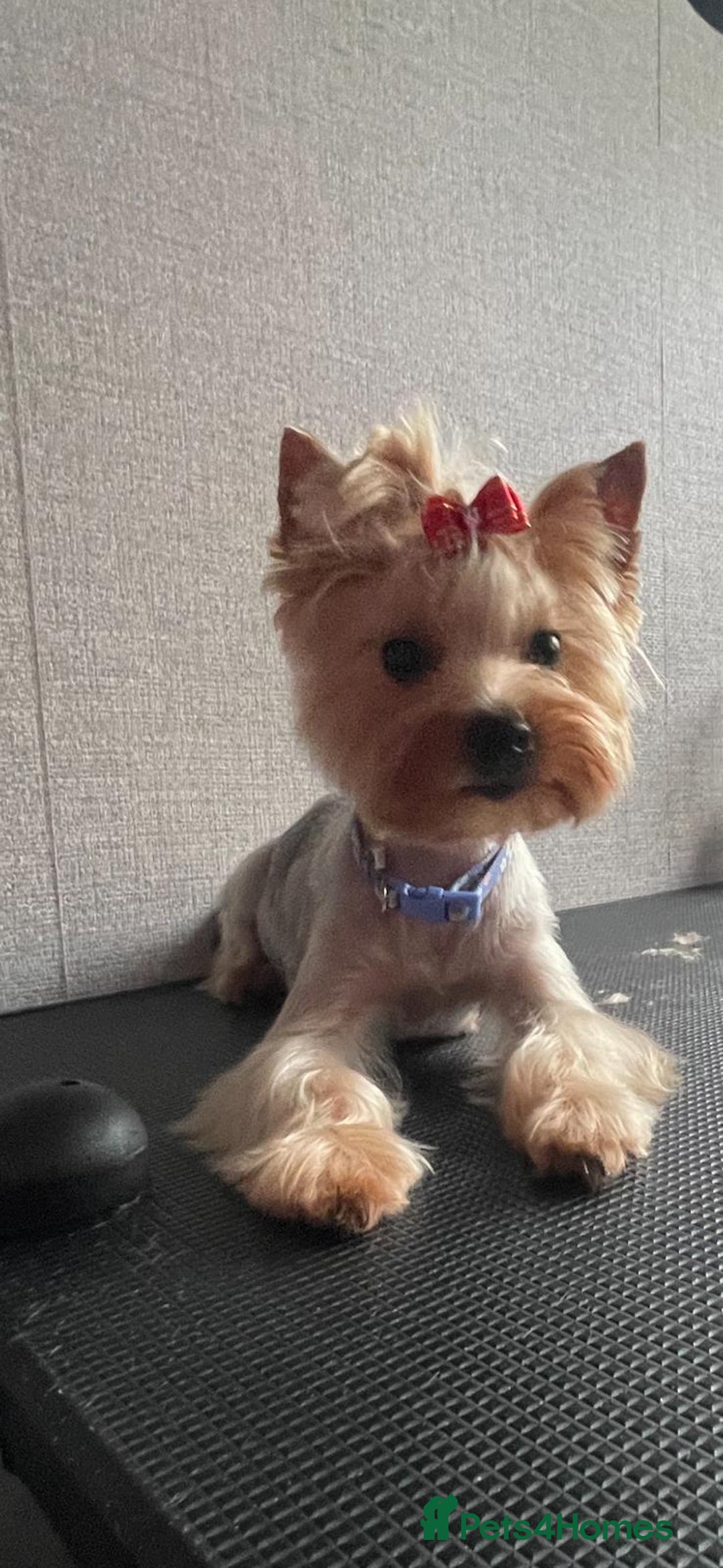 Yorkshire Terrier dogs for sale: ✨Four Adorable Yorkshire Terrier Puppies For Sale✨ - Advert 3