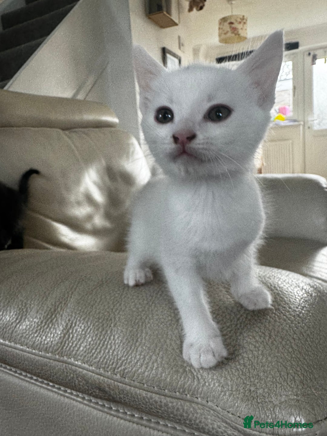 Savannah cats for sale: Adorable playful kittens for sale - Image 3