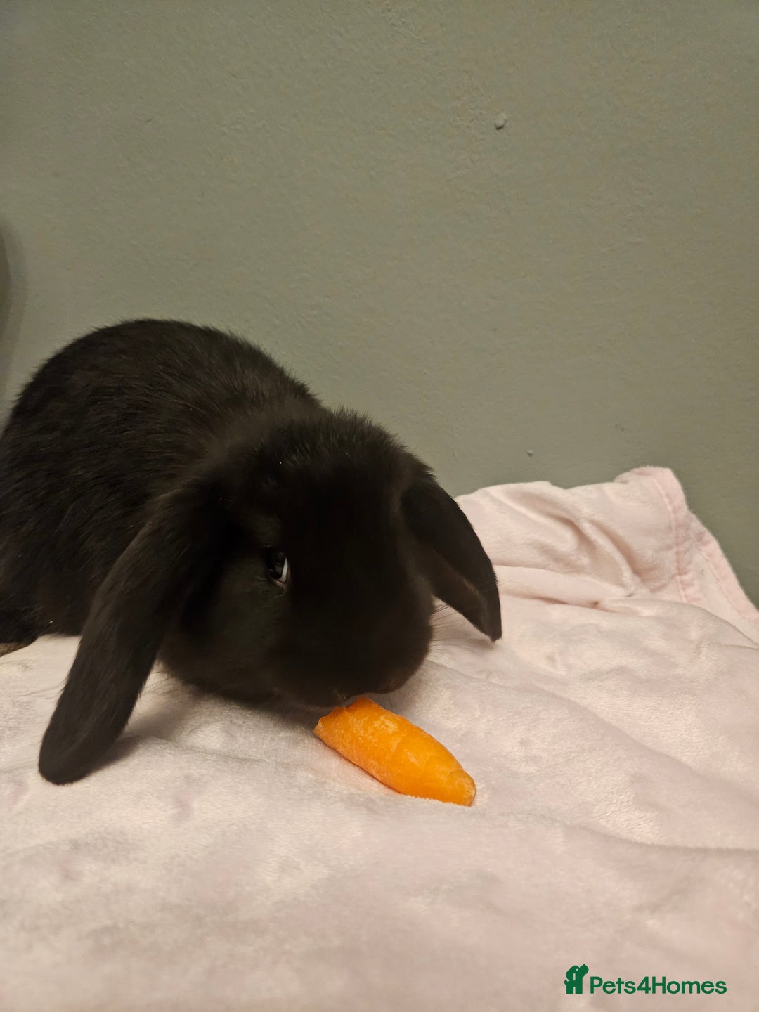 French Lop rabbits for sale: French lop ** last one left** - Advert 13