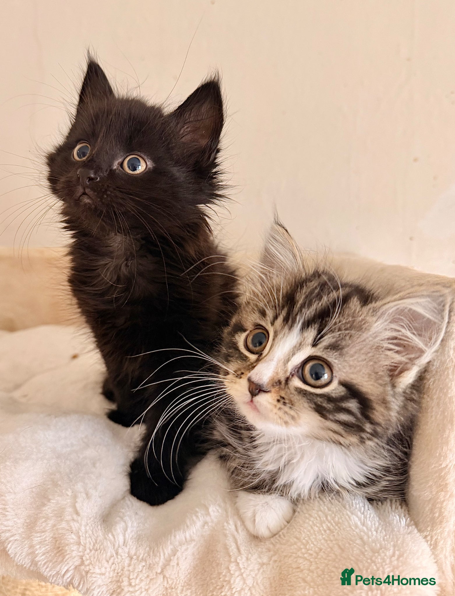 Maine Coon cats Maine Coon Kittens X Ragdoll Kittens - Advert 18