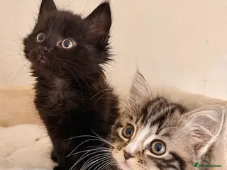 Maine Coon cats Maine Coon Kittens X Ragdoll Kittens - Advert 18