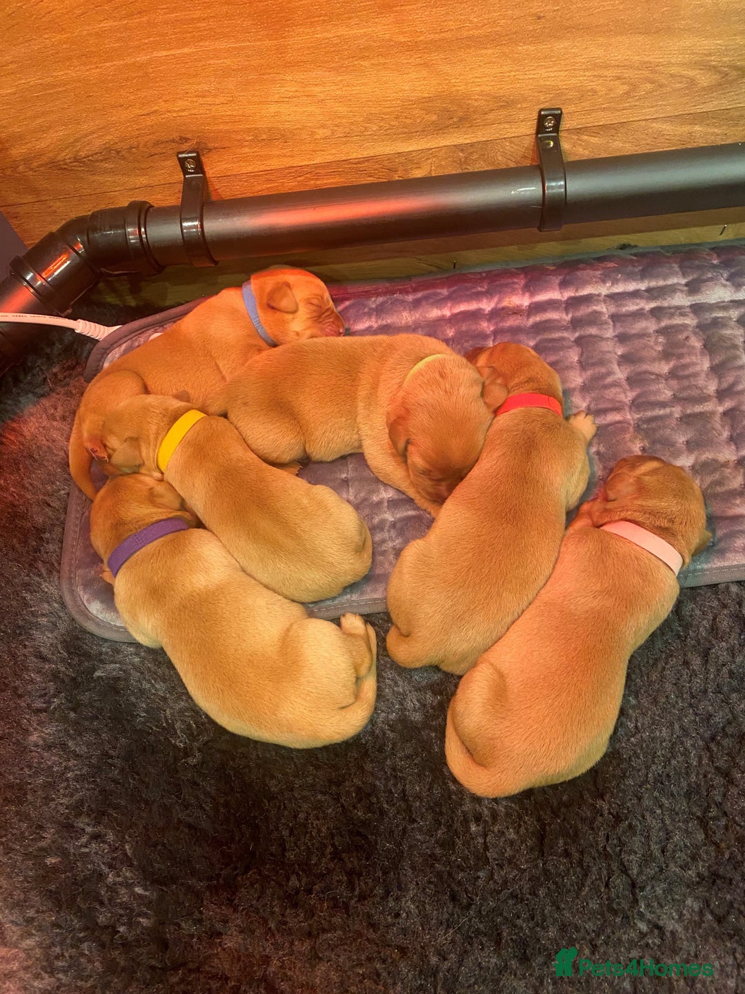 Labrador Retriever dogs for sale: Health Tested FTCH Sired Working Labrador Puppies - Advert 4