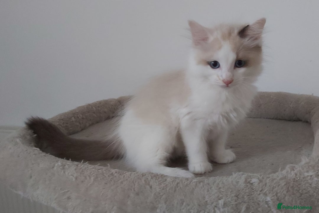 Ragdoll cats for sale: RAGDOLLS BOYS BICOLOUR VACCINATED MICROCHIPED  - Image 34