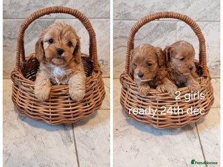 Cavapoo dogs Stunning f1 toy cavapoo girls - Advert 3