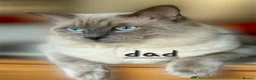 Ragdoll cats for sale: Female ragdoll kitten £750 - Advert 17