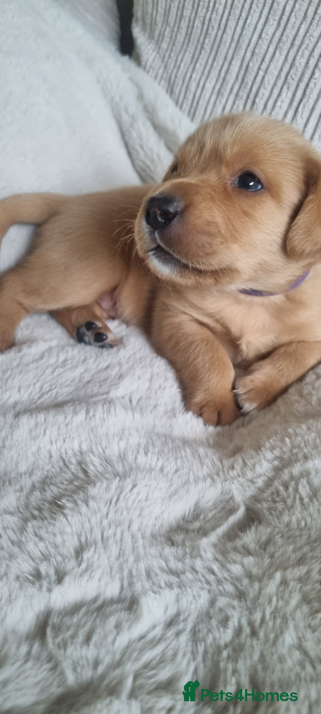 Labrador Retriever dogs for sale: Labrador puppies - Advert 7