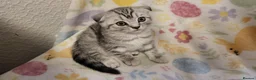 Scottish Fold cats for sale: Ready to rehome schottish fold kittens - Advert 23
