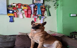 Belgian Shepherd Dog dogs for stud: BVA HEALTH TESTED, Proven, KC, BSD Malinois stud in Treorchy - Image 3