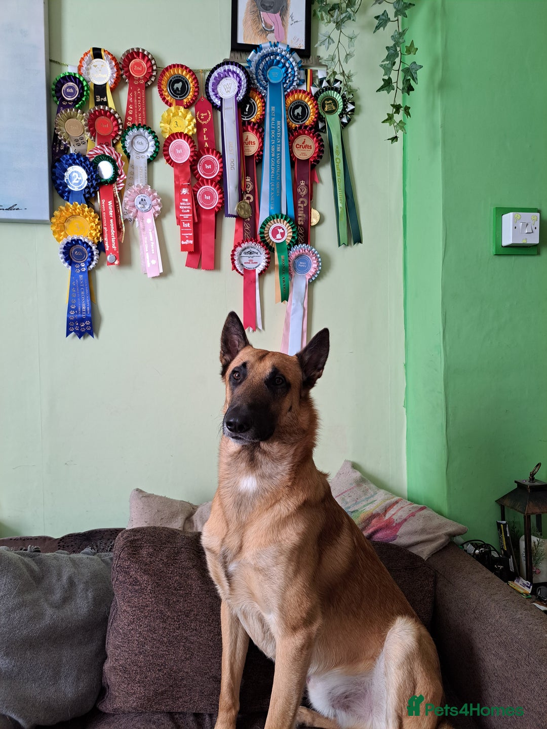 Belgian Shepherd Dog dogs for stud: BVA HEALTH TESTED, Proven, KC, BSD Malinois stud in Treorchy - Image 3