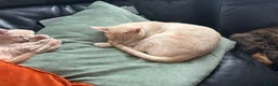Persian cats for sale: Persian x Siamese kitten - Advert 5