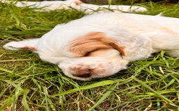 Clumber Spaniel dogs for sale: 3/4 clumber 1/4 cocker spaniel pups - Image 9