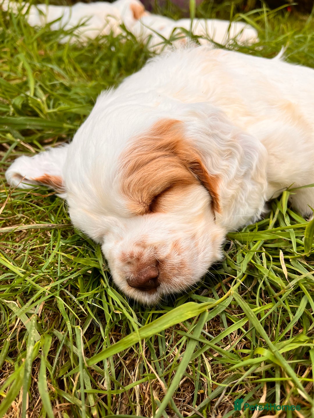 Clumber Spaniel dogs for sale: 3/4 clumber 1/4 cocker spaniel pups - Image 9