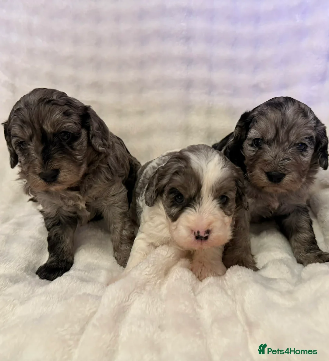 Cavapoo dogs for sale: Beautiful F1 Cavapoo rare merle puppies - Advert 3